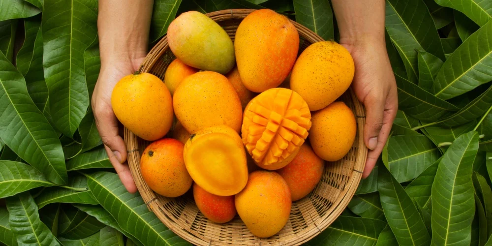 Mango festival
